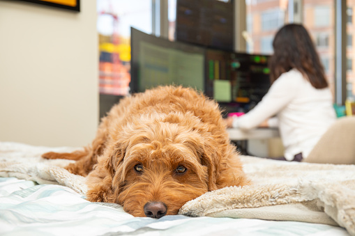 Young Asian woman working at home on her computer. Miniature golden doodle patiently waits for owner to take a break from work.