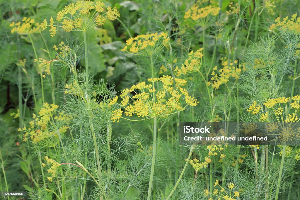 Fresh dill in the natural environment in the garden. The concept of gardening and farming. Growing useful herbs in the country. Natural spring background. Fresh dill in the natural environment in the garden. The concept of gardening and farming. Growing useful herbs in the country. Dill Stock Photo