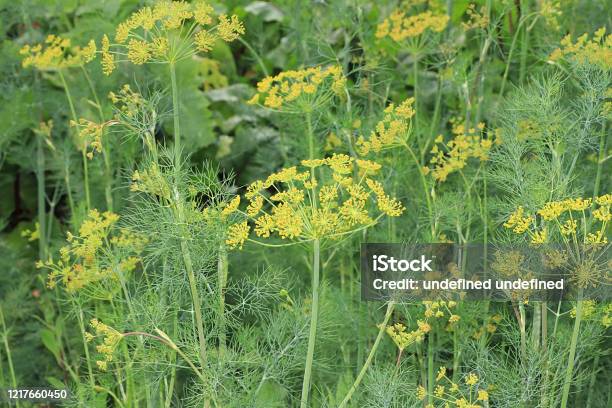 Fresh Dill In The Natural Environment In The Garden The Concept Of Gardening And Farming Growing Useful Herbs In The Country Natural Spring Background Stock Photo - Download Image Now
