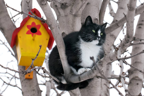 A funny black cat sitting on a tree with colored birdhouse, waiting for the birds. It's early spring - the branches are without leaves yet.