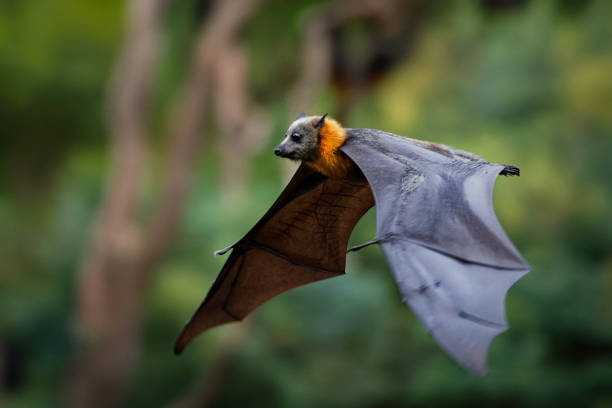 pteropus poliocephalus - volpe volante dalla testa grigia la sera, vola via dal sito del giorno, appendi il ramo e guarda. - catharine foto e immagini stock