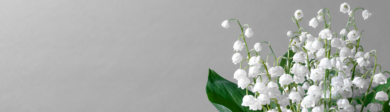 A DSLR photo of Lily-Of-The-Valley (Convallaria Majalis) - bouquet of forest flowers on a gray background. Space for copy.