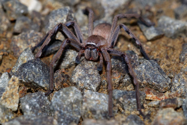 sparassidae - neosparassus patellatus - badge huntsman spider. big spider from australia and tasmania. - white animal eye arachnid australia imagens e fotografias de stock