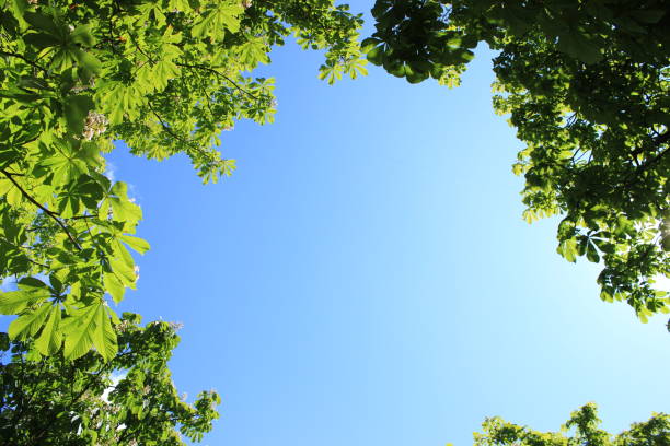 istock Blue sky in the middle surrounded by green leaves. 1217663445