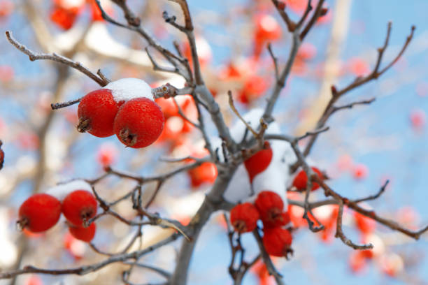 Branch with red hawthorn berries covered with fresh snow on a blue sky background. Space for copy.