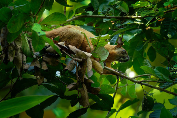 Ratufa affinis - Cream-coloured Giant Squirrel or pale giant squirrel, large tree squirrel in genus Ratufa found in forests in the Thai-Malay Peninsula, Sumatra (Indonesia), Borneo (Brunei, Indonesia and Malaysia).