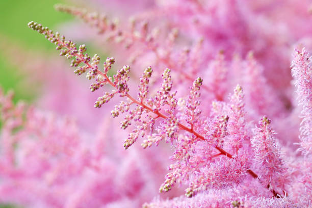 Close-up of beautiful pink astilbe flowers blossom