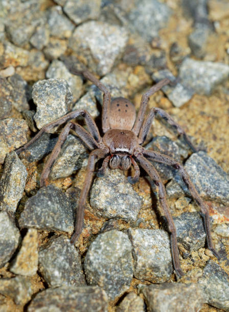sparassidae - neosparassus patellatus - badge huntsman spider. big spider from australia and tasmania. - white animal eye arachnid australia imagens e fotografias de stock