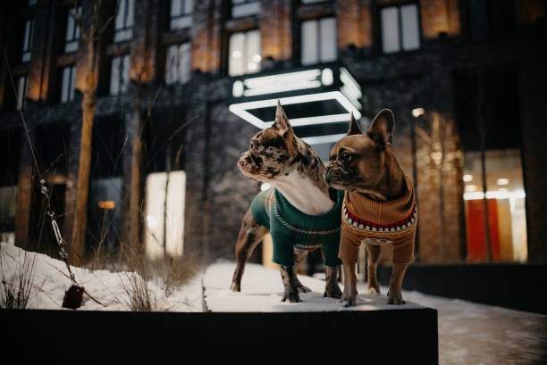 一緒に冬に屋外でポーズをとる2匹のフレンチブルドッグ犬 - animal dog winter snow ストックフォトと画像