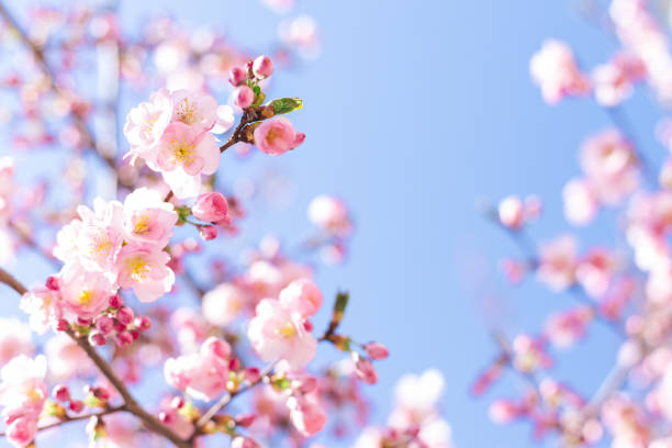 istock Amazing pink cherry blossoms on the Sakura tree in a blue sky. 1217665789