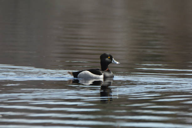istock Ring-necked duck drake 1217666181