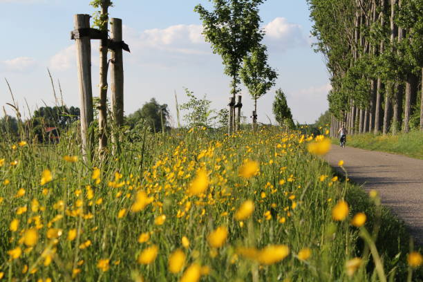 ranuncoli gialli sul bordo lungo una strada nella campagna olandese - grass shoulder foto e immagini stock