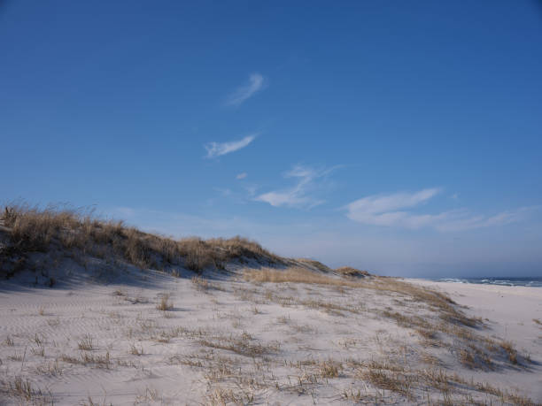 istock Horizontal image of New Jersey's Island Beach State Park and the Protected and endangered sand dunes in late afternoon light on an empty beach 1217667546