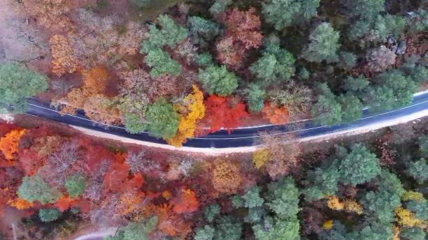 Aerian view of a road in a colored forest