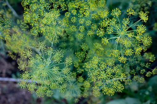 Close-up of blooming dill. Photo from above. Dill cultivation in agriculture.
