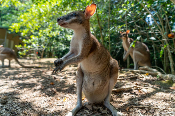 Wallabies in Daintree rainforest, Queensland, Australia