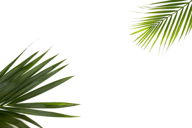 istock Frame for text from green palm leaf branches on a white background. Minimal style, top view, flatlay, copy space. 1217670574