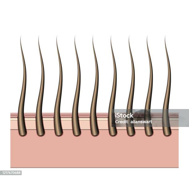 Hair Roots Animation Hair Roots Cross Section Stock Illustration - Download Image Now - Hair ...