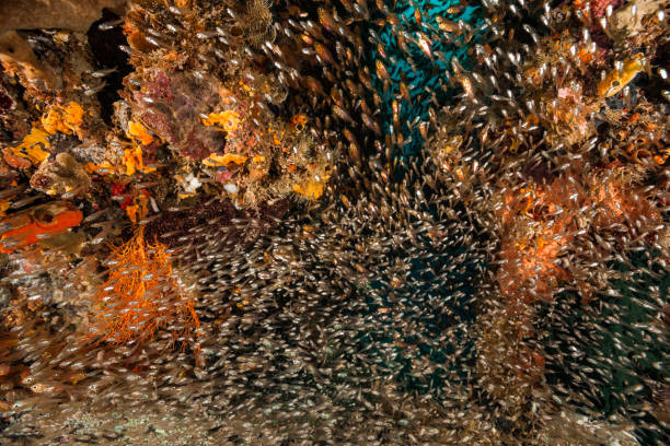 Pygmy Sweepers and Cardinalfishes, Large Schools of Small Fishes, Raja Ampat, Indonesia Two large schools of fish, Pygmy Sweepers Parapriacanthus ransonneti on top and Swallowtail Cardinalfishes Rhabdamia cypselura below, some Yellowtail Demoiselles Neopomacentrus azysron inbetween. There are Ascidians, Gorgonian Fans, Hydrozoans and Sponges. South of Waigeo Island, Raja Ampat, Indonesia, 0°34'50.46" S 130°32'30.79" E at 15m depth ascidiacea stock pictures, royalty-free photos & images
