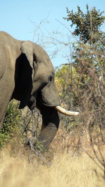 istock Close up of an elephant in tall, dry grass 1217675043