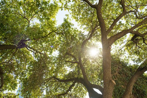 Sun Shining Through Oak Tree Branches in Houston Texas