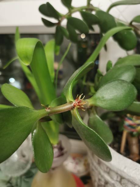 istock Money plant 1217675148