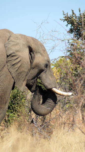 istock Close up of an elephant in tall, dry grass 1217675152