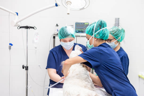 若い女性獣医チーム、手術室で犬を準備する。動物のヘルスケアの概念。 - vet veterinary medicine young women female ストックフォトと画像