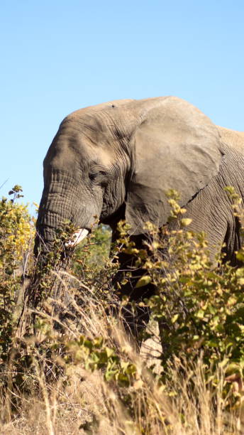 istock Close up of an elephant in tall, dry grass 1217675256