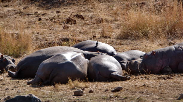 istock Pod of hippos by a watering hole 1217675402