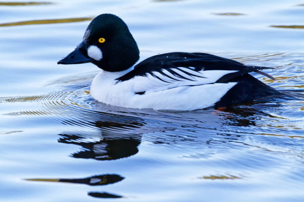 istock Common Goldeneye swimming in open water 1217675458