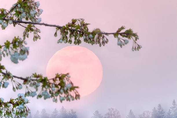 Photo of Flowers of cherry blossom tree with supermoon rise