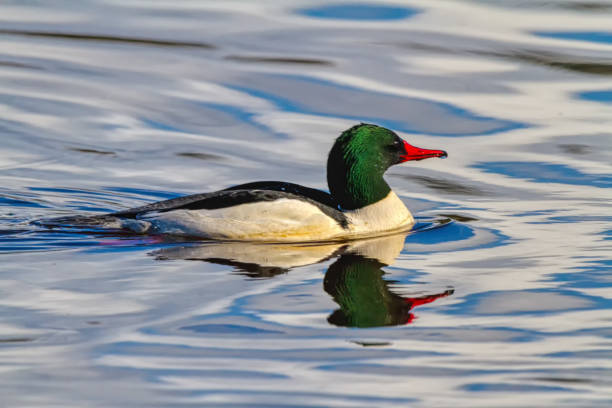 Common Merganser, Vancouver, BC, Canada