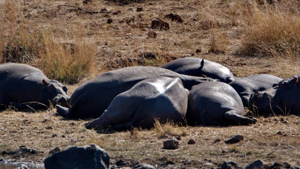 istock Pod of hippos by a watering hole 1217676159
