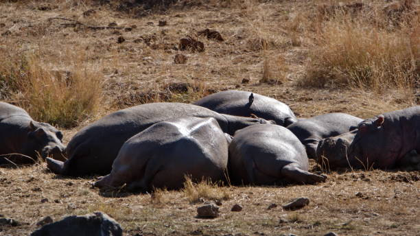 istock Pod of hippos by a watering hole 1217676249
