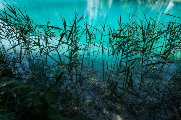A blue lake and plants in the foreground at Plitvice Lakes in Croatia.