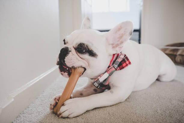 istock Front view of French Bulldog chewing a bone 1217677719