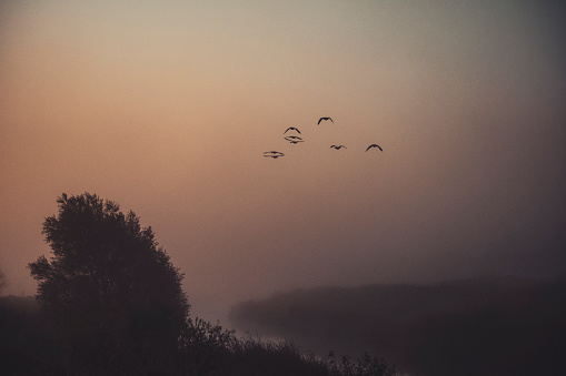 Canadian geese flying at sunset