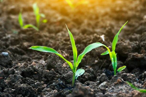 istock Corn sapling in the agriculture field under sunshine 1217681125