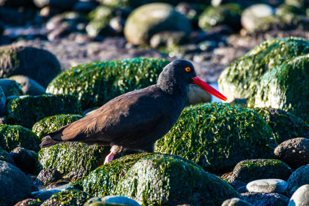 An American Black Oyster Catcher forages for food on a Whidbey Island beach at low tide