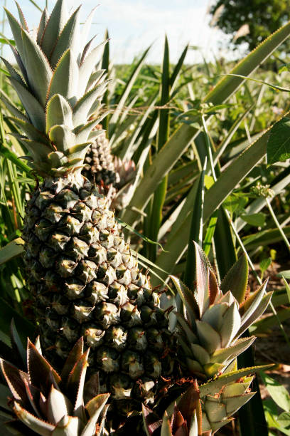 istock pineapple plantation in southern bahia 1217686410