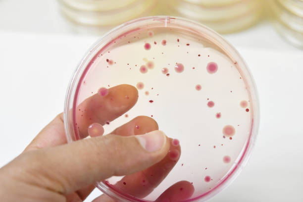 istock Colonies of bacteria in petri dish 1217688488
