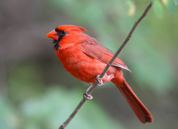 istock Male northern cardinal. 1217689358