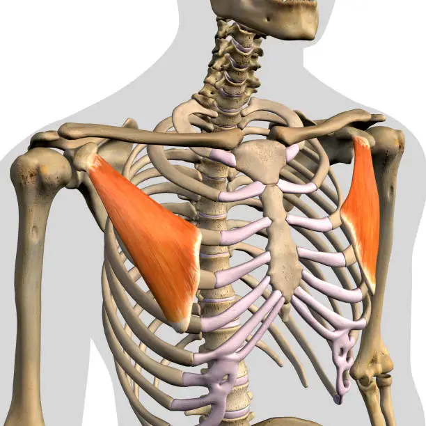 Pectoralis minor muscles isolated within the chest and shoulder area of human skeletal system in a frontal anterior view on a white background.