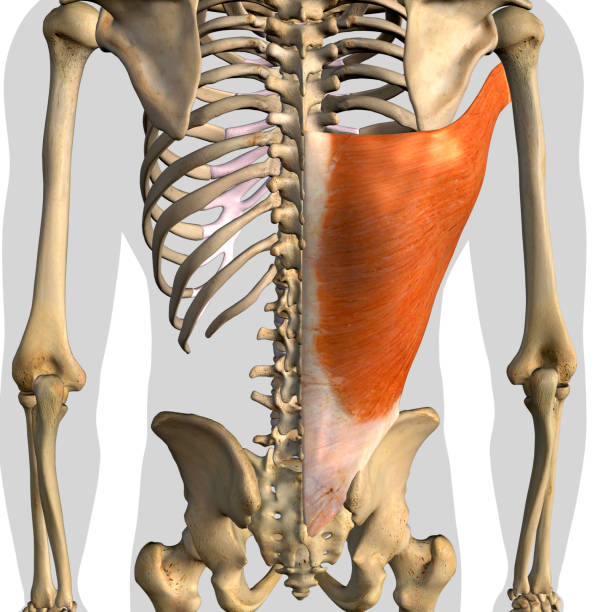 latissimus dorsi svalová izolovaná anatomie zadní pohled na bílém pozadí - široký sval zádový - stock snímky, obrázky a fotky