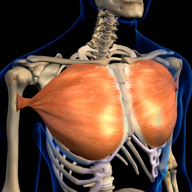 pectoralis músculos principales aislados anterior ver anatomía sobre fondo negro - músculos pectorales fotografías e imágenes de stock