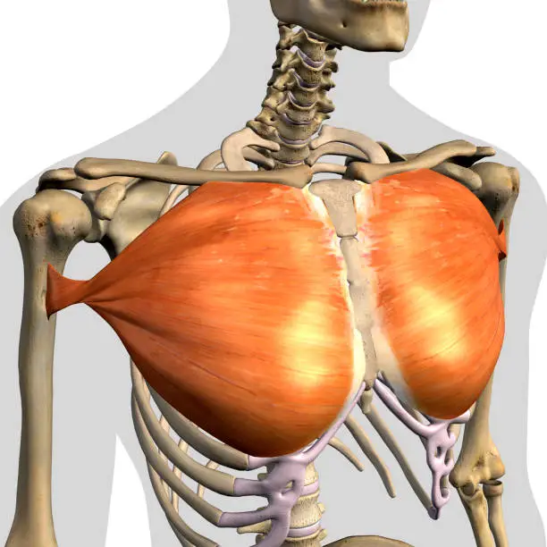 Pectoralis major muscles isolated within the chest and shoulder area of human skeletal system in a frontal anterior view on a white background.