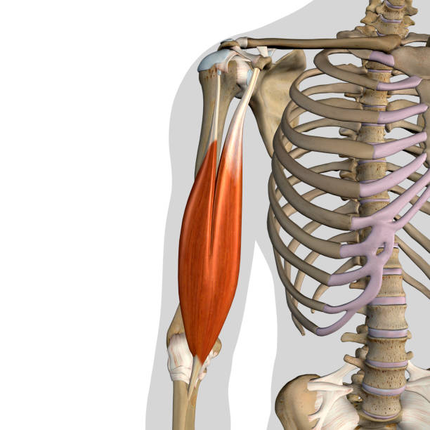 biceps brachii muscles isolated anterior view anatomy on white background - bicep imagens e fotografias de stock
