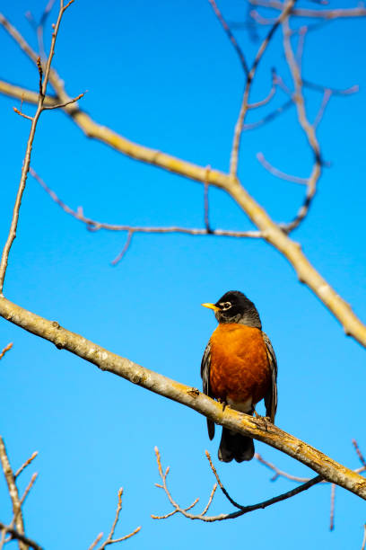 istock American Robin (Turdus migratorius) perching on a branch in front of a blue sky in spring 1217691067