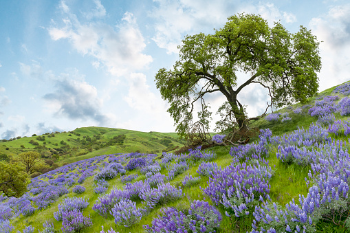 Idyllic California Hillsides Filled with Wildflowers Bloom after in Santa Rosa, CA, United States